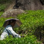 Leonardo Sandri, Munnar's Delicate Harvest: Women's Gentle Hands Shaping Independence